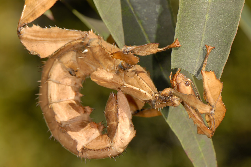 Giant Prickly / Spiny Leaf Insect (Extatosoma tiaratum), photographed in the wild