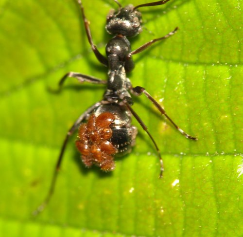 Silky Ant (Formica fusca), photograph