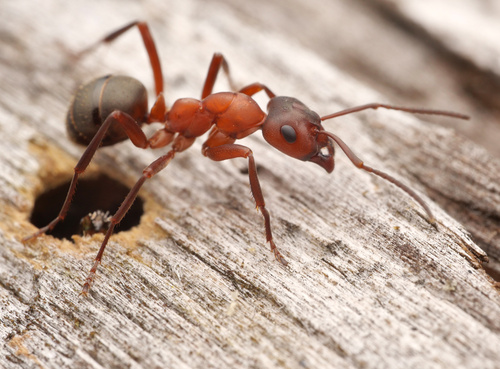 Blood-red Slave-making Ant (Formica sanguinea), photograph