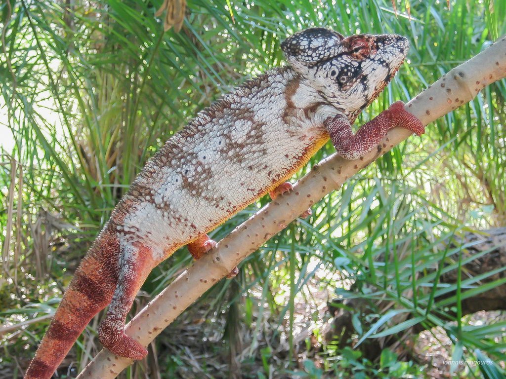 Oustalet's Chameleon (Furcifer oustaleti), photographed in the wild