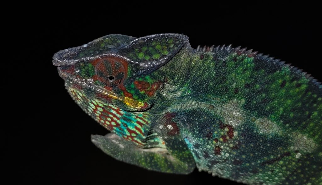 Panther Chameleon (Furcifer pardalis), photograph