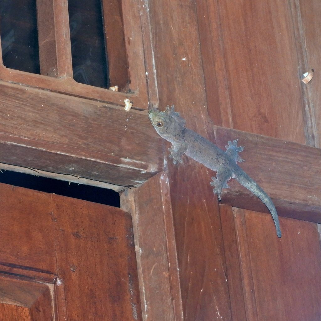 Halmahera giant (Gehyra marginata), photograph