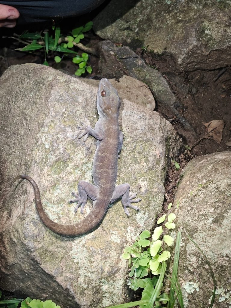 Golden gecko (Gekko badenii), photograph