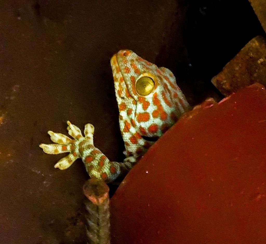 Tokay Gecko (Gekko gecko), photograph