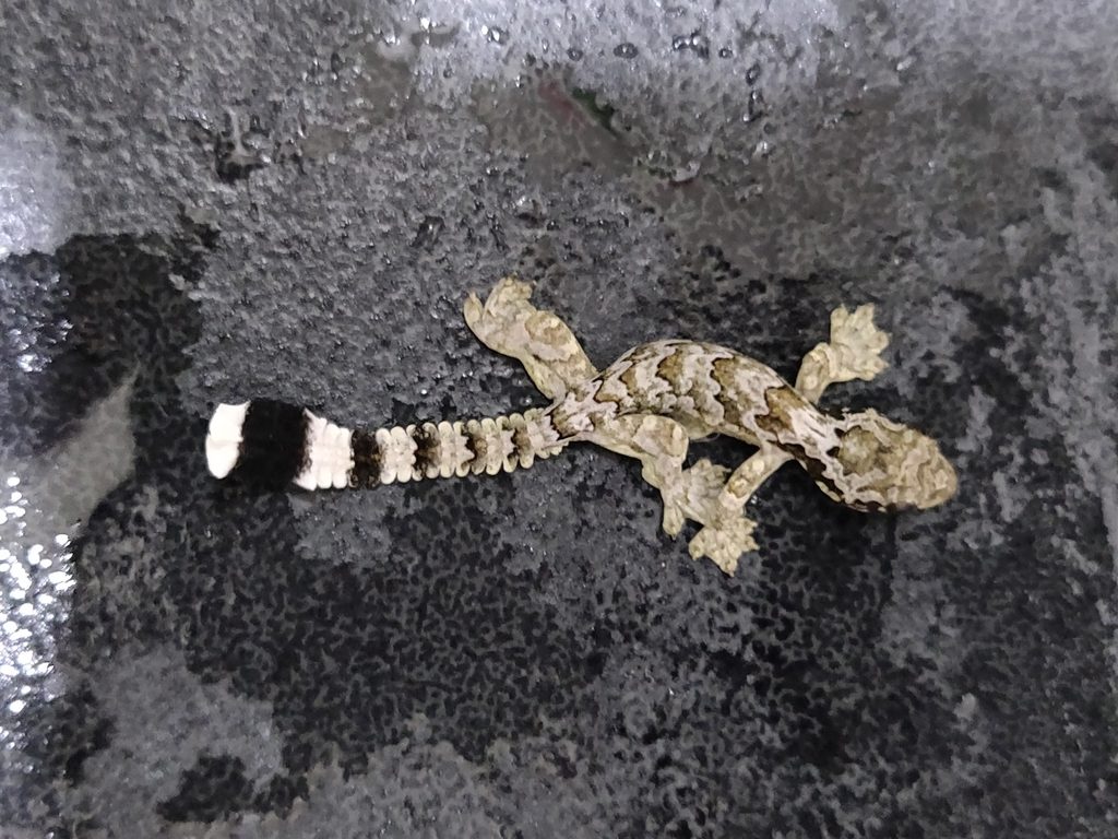 Flying Gecko (Gekko kuhli), photographed in the wild