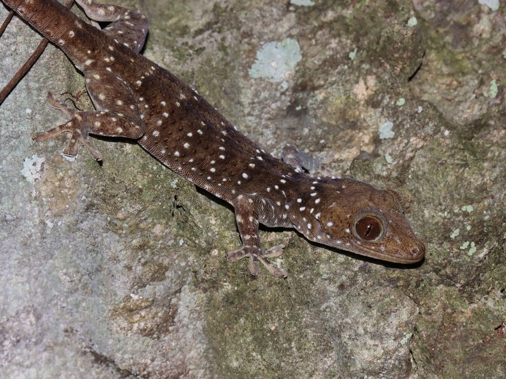 Nutaphand's red-eyed gecko (Gekko nutaphandi), photograph