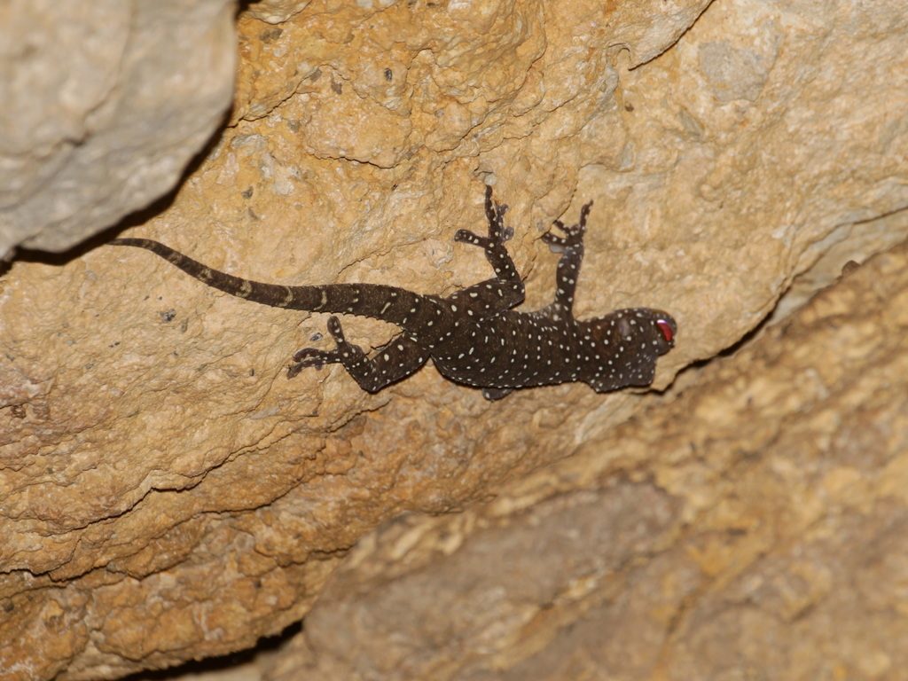 Pradapdao (Gekko pradapdao), photographed in the wild