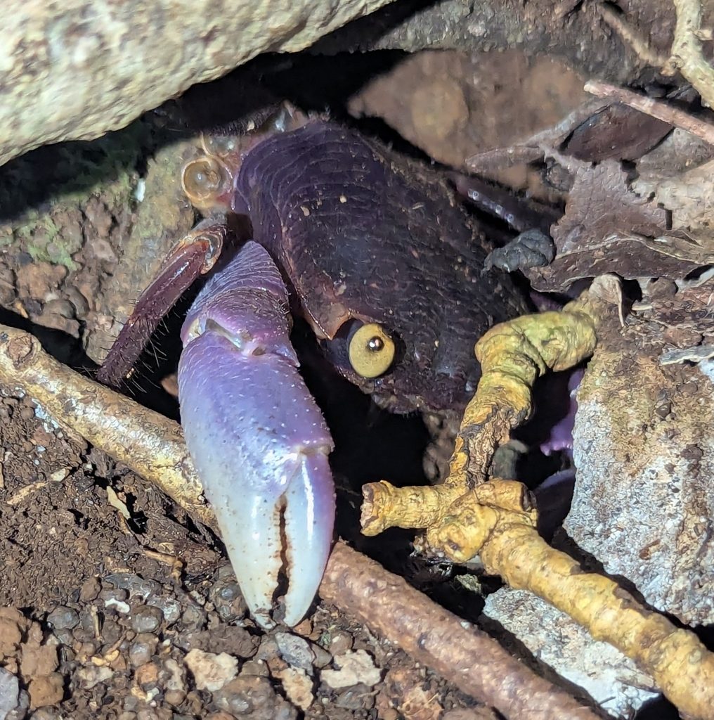 Gray's Land Crab (Geograpsus grayi), photographed in the wild