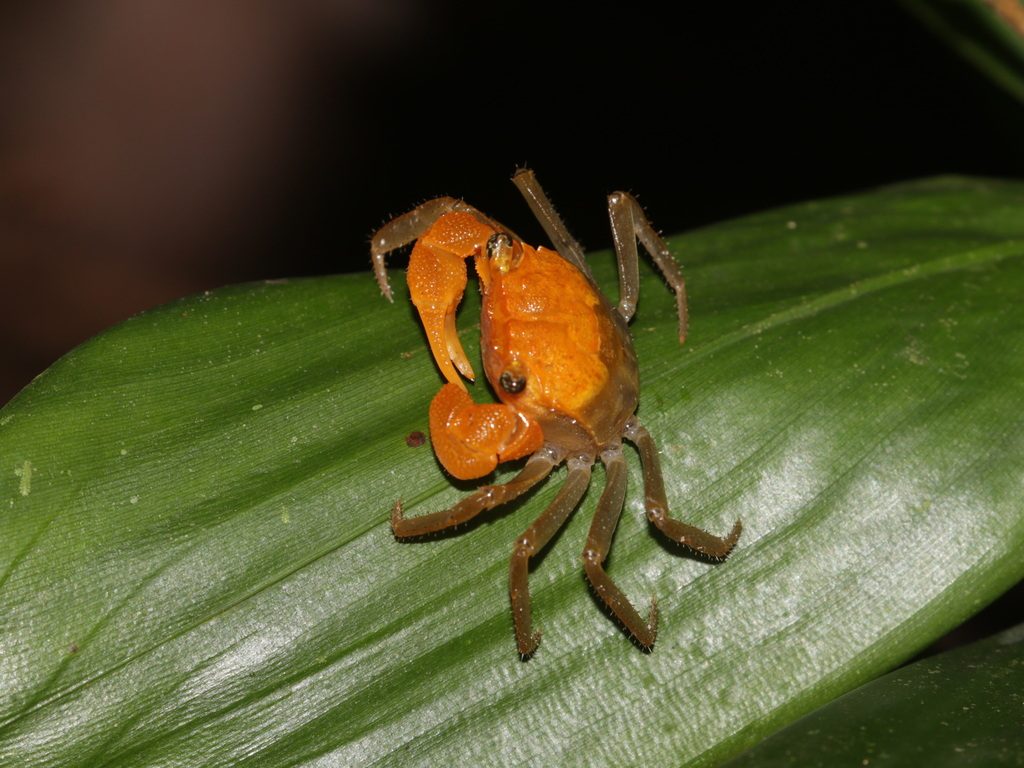 Thai Vampire Crab (native Geosesarma) (Geosesarma krathing / serenei / todaeng), photographed in the wild