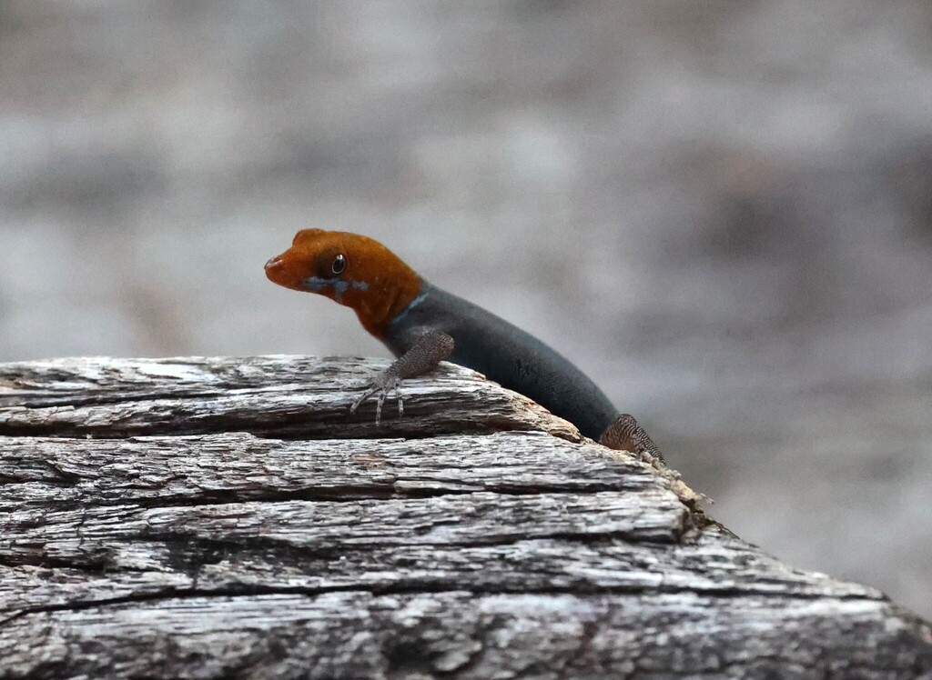 Yellow head (Gonatodes albogularis), photograph