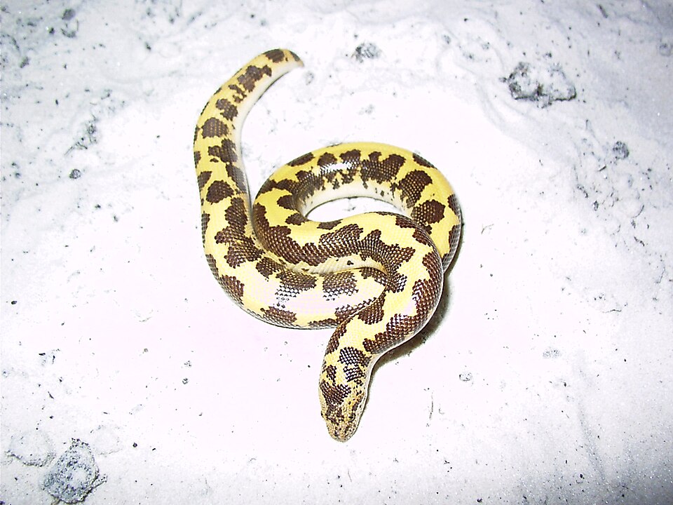 Kenyan Sand Boa (Gongylophis colubrinus), photograph