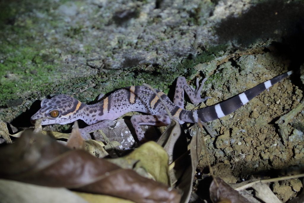 Chinese Cave Gecko (Goniurosaurus luii), photographed in the wild