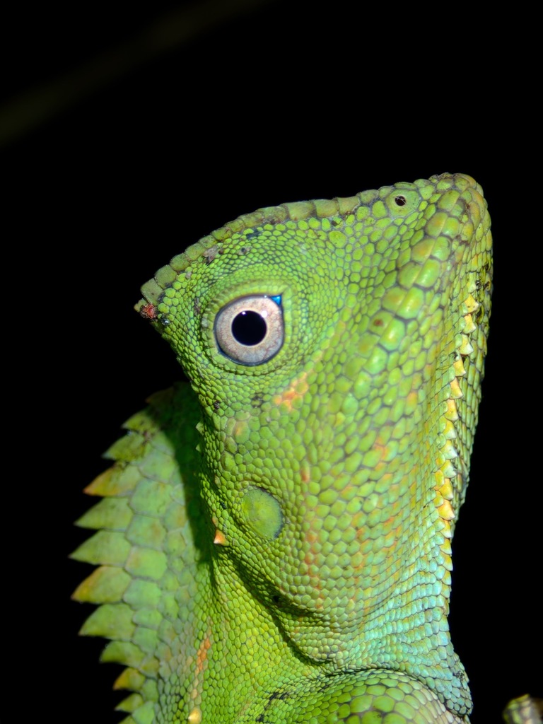 Chameleon forest dragon (Gonocephalus chamaeleontinus), photographed in the wild