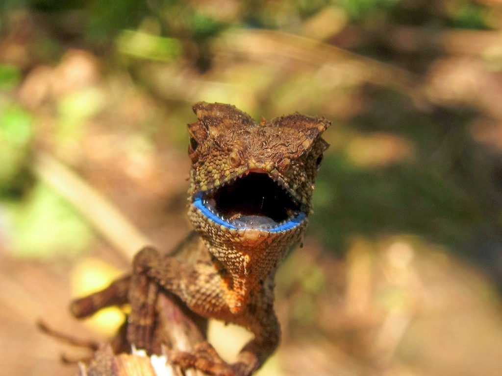 Kuhli's crested dragon (Gonocephalus kuhlii), photographed in the wild