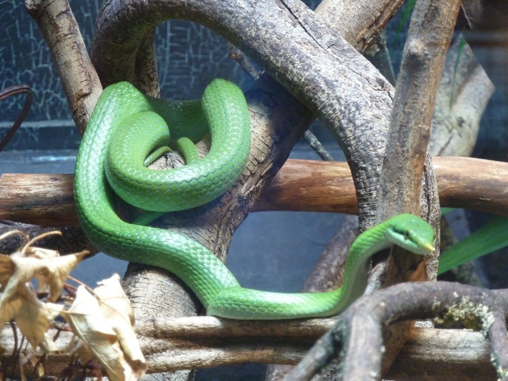 Rhinoceros Ratsnake (Gonyosoma boulengeri), photographed in the wild