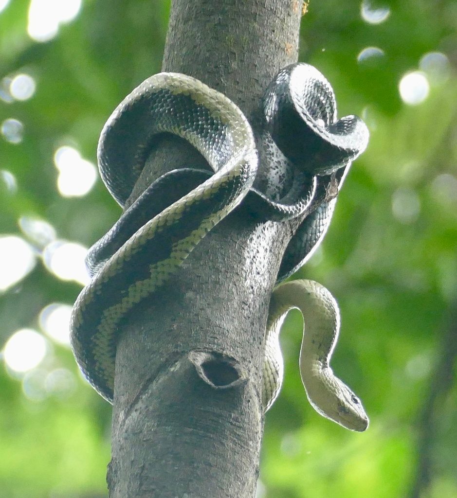 Jansen's rat (Gonyosoma jansenii), photographed in the wild