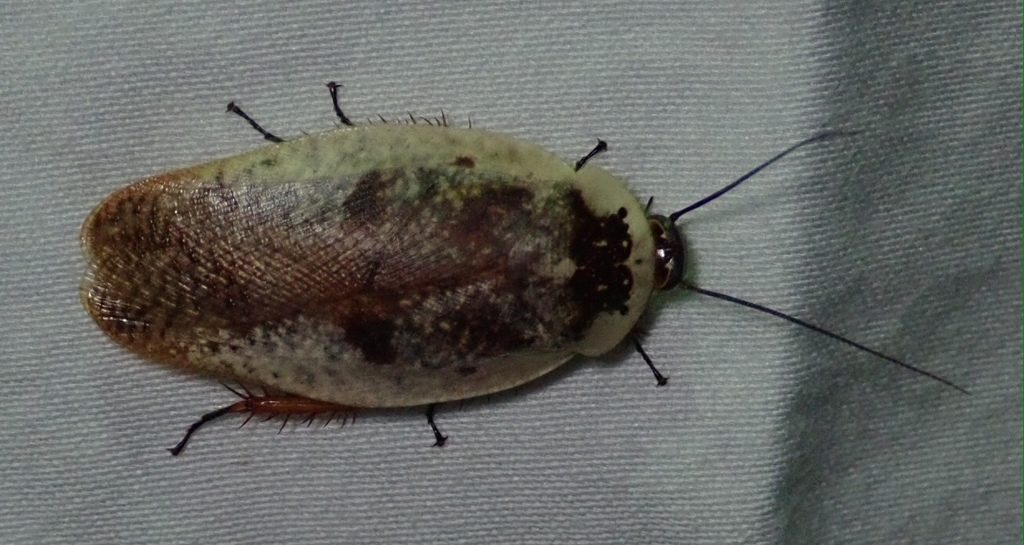 Porcelain / chrome roach (Gyna caffrorum), photographed in the wild