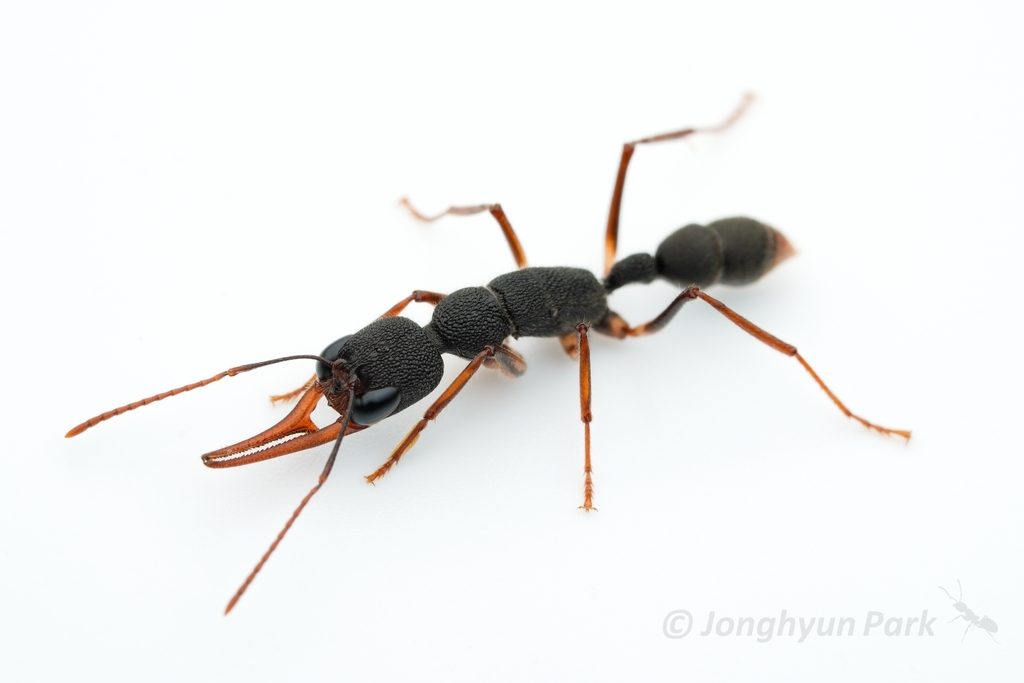 Asian jumping ant (Harpegnathos venator), photographed in the wild