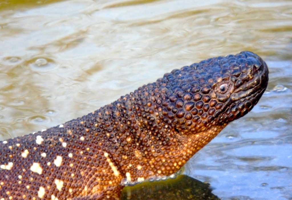 Mexican beaded (Heloderma horridum), photographed in the wild