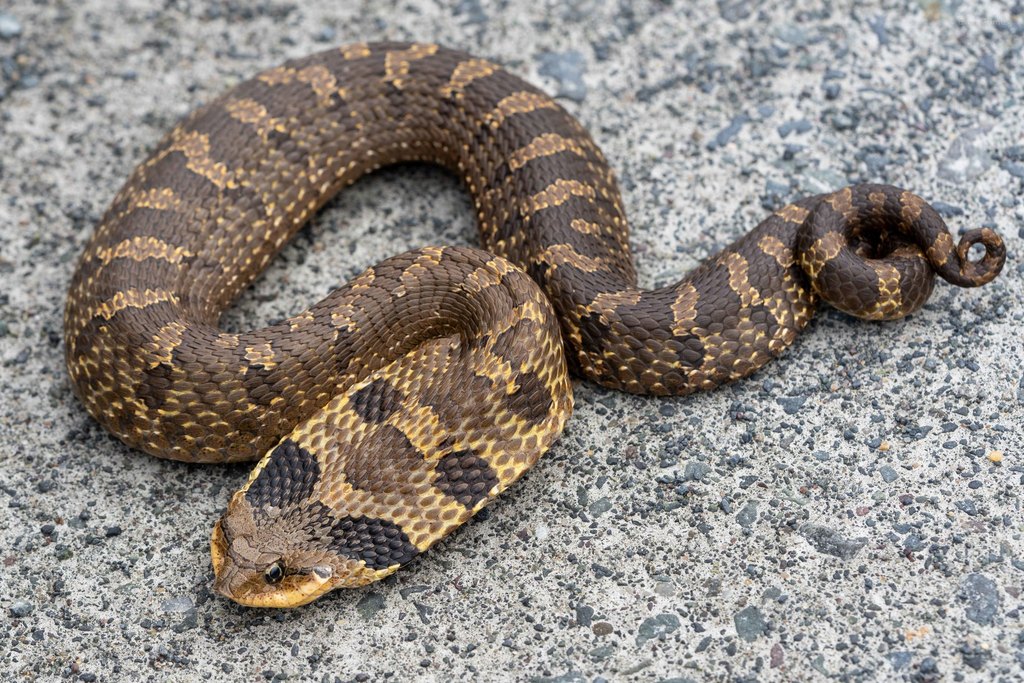 Eastern Hognose Snake (Heterodon platirhinos), photographed in the wild