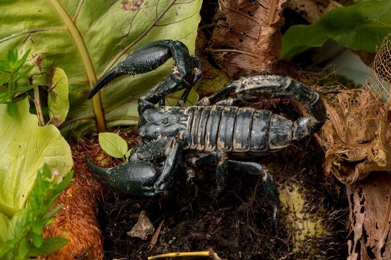 Southern Thai forest scorpion (Heterometrus cimrmani), identified on iNaturalist as Heterometrus laevigatus, photographed in the wild