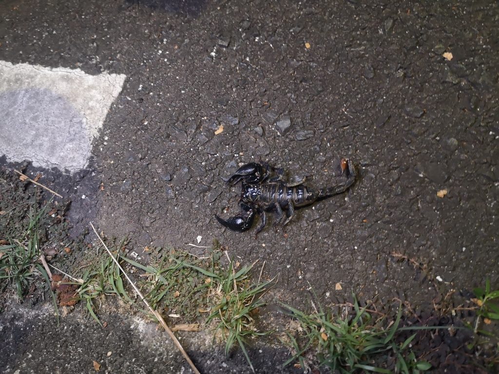 Chinese / Vietnamese forest scorpion (petersii) (Heterometrus petersii), photographed in the wild