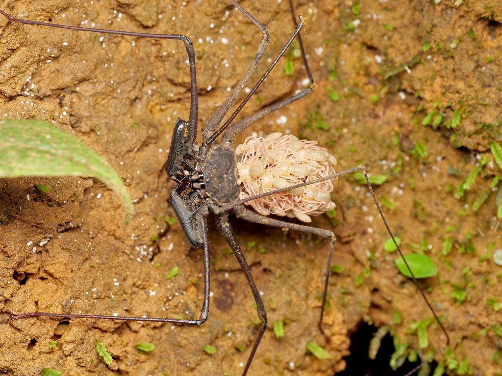 Heterophrynus spp. (e.g. H. batesii), photographed in the wild