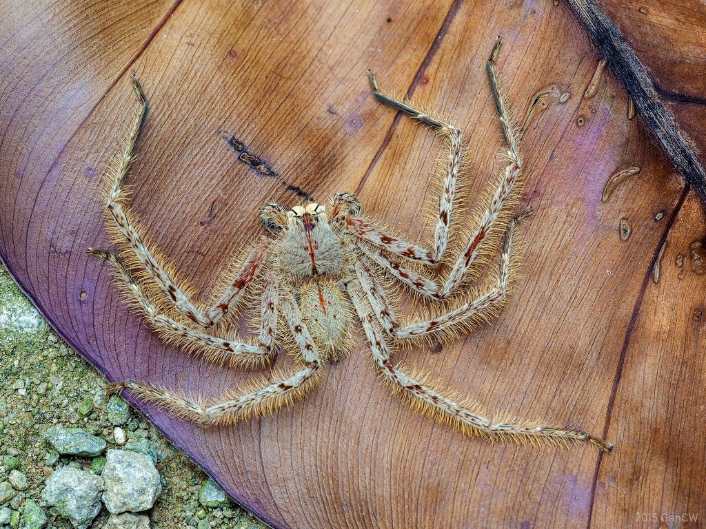 David Bowie huntsman spider (Heteropoda davidbowie), photographed in the wild