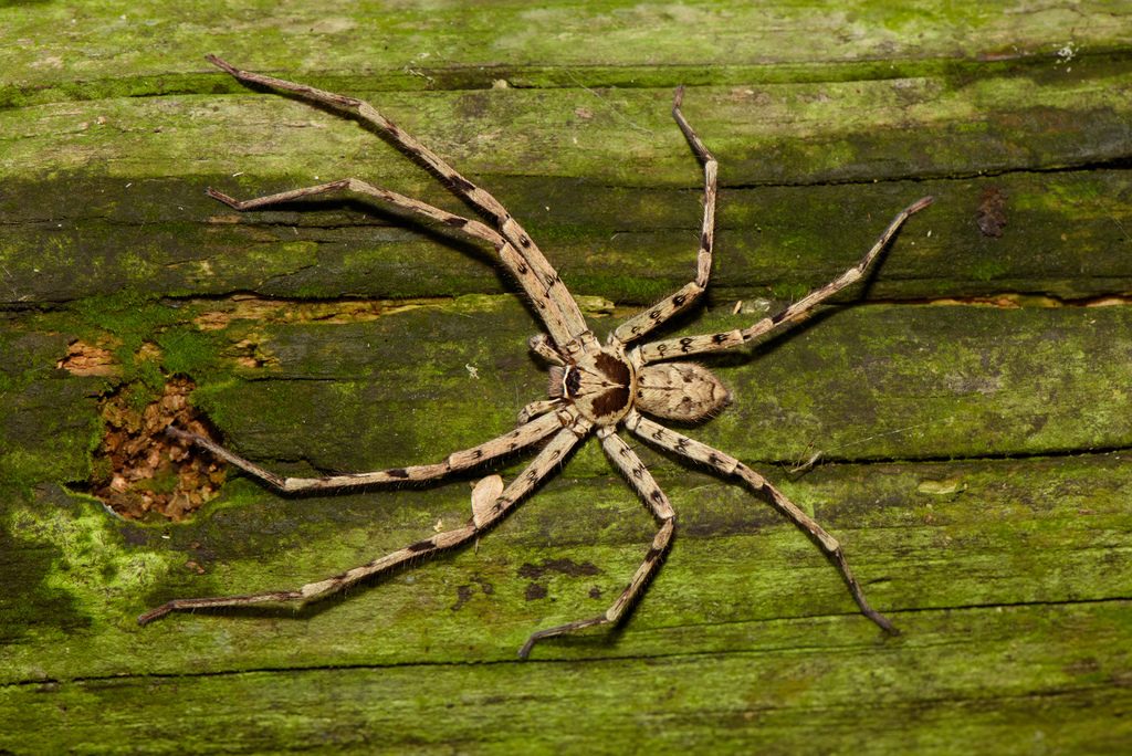 Pantropical huntsman spider (Heteropoda venatoria), photographed in the wild