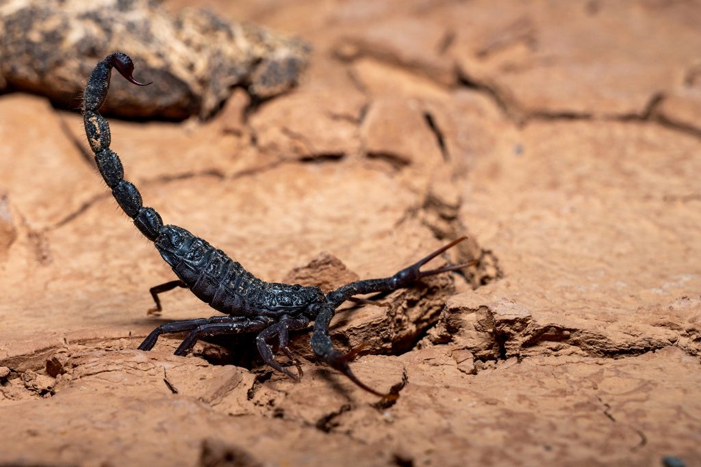 Photograph of Gentil's Fat-tailed Scorpion (Hottentotta gentili)