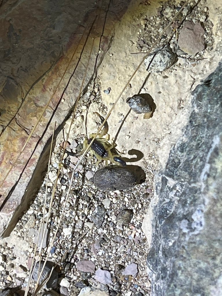 Jayakar's fat-tailed Hottentotta (Hottentotta jayakari), photographed in the wild