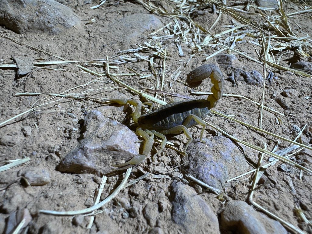 Indian Red (Hottentotta tamulus), photographed in the wild