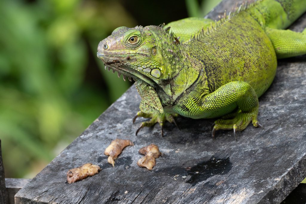 Green Iguana (Iguana iguana), photograph