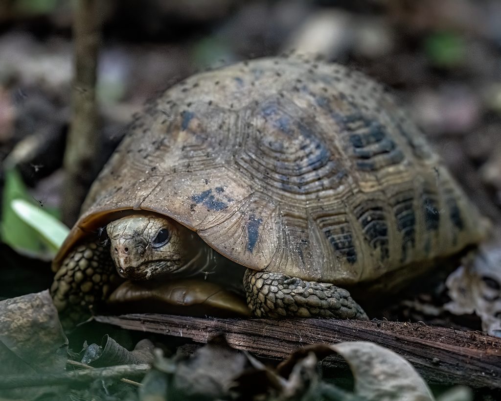 Photograph of Elongated tortoise (Indotestudo elongata)