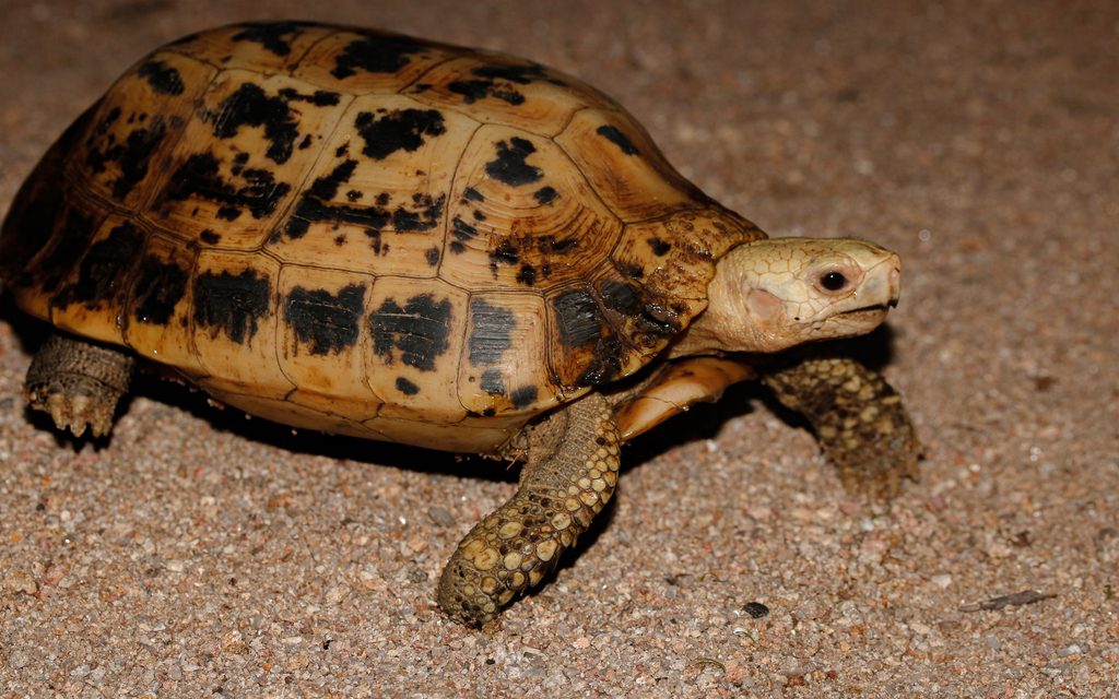 Elongated tortoise (Indotestudo elongata), photograph
