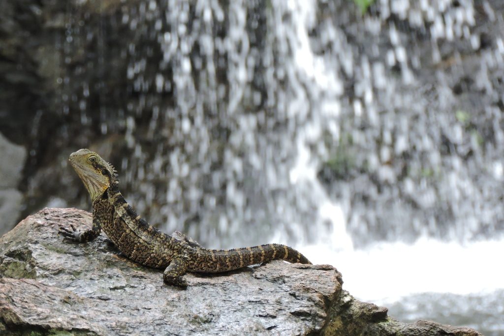 Australian Water Dragon (Intellagama lesueurii), photographed in the wild