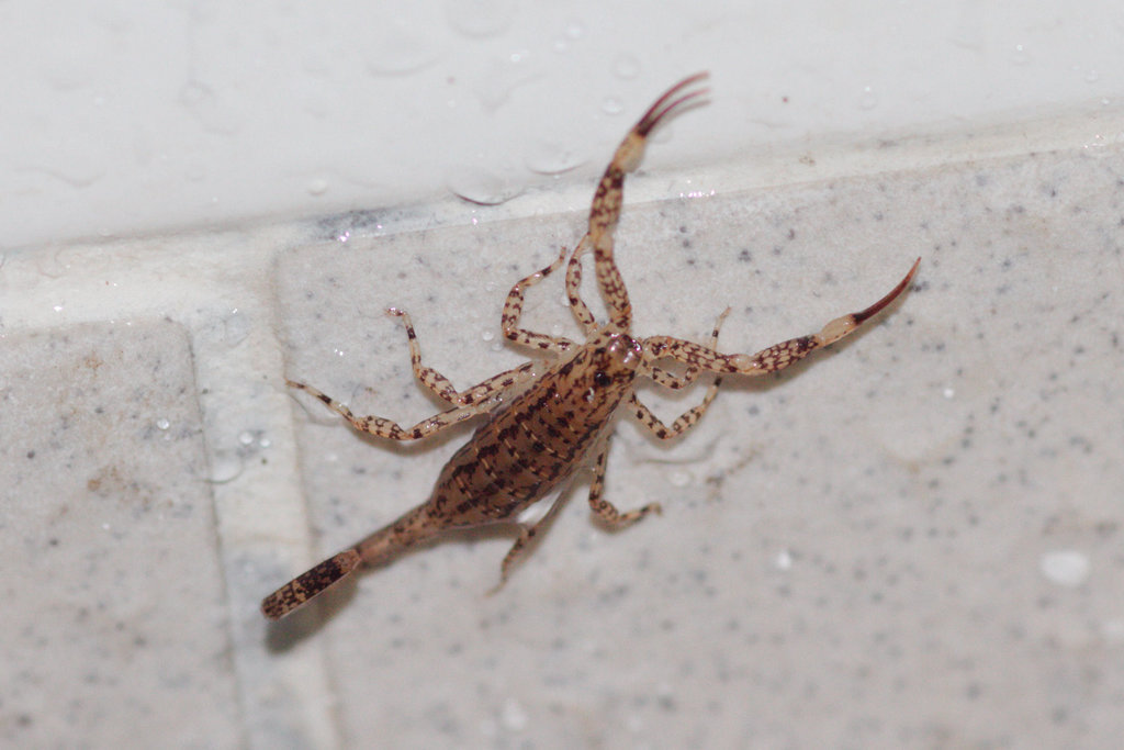 Lesser brown / spotted long-tailed scorpion (Isometrus maculatus), photographed in the wild