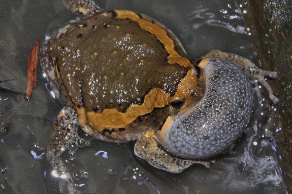 Chubby Frog / Asian Painted Bullfrog (Kaloula pulchra), photographed in the wild