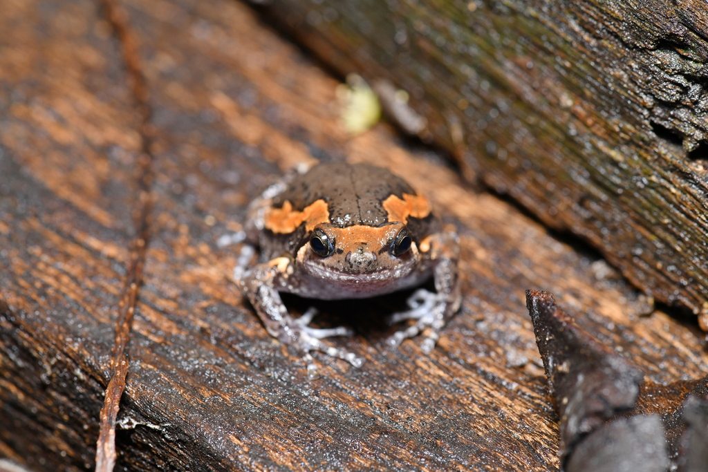 Chubby Frog / Asian Painted Bullfrog (Kaloula pulchra), photograph