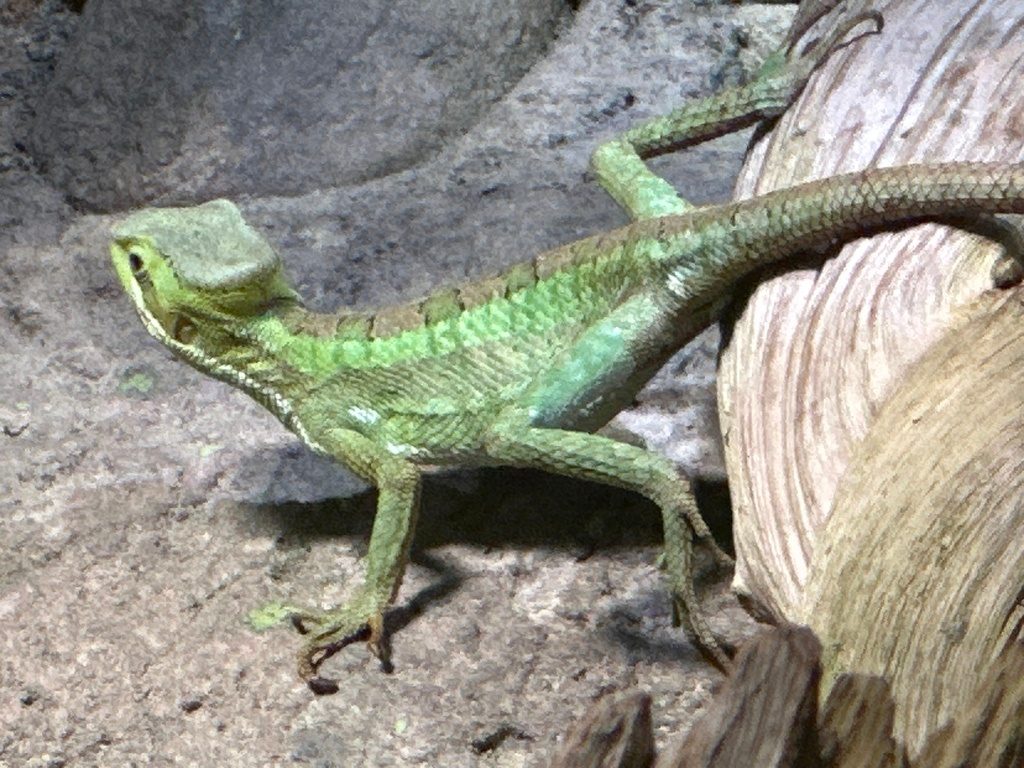Casque head iguana (Laemanctus longipes), photograph