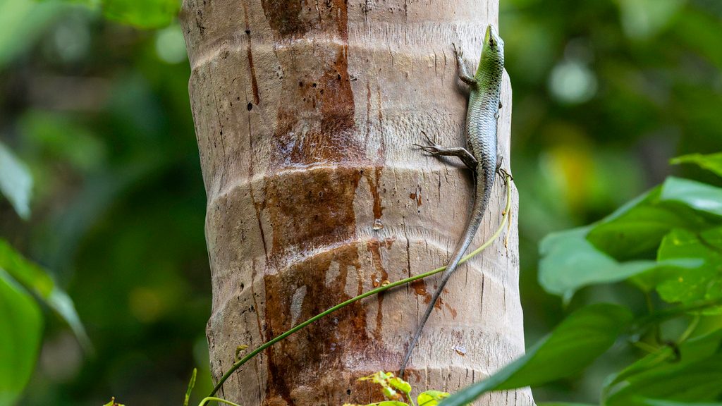 Green tree skink (Lamprolepis smaragdina), photograph
