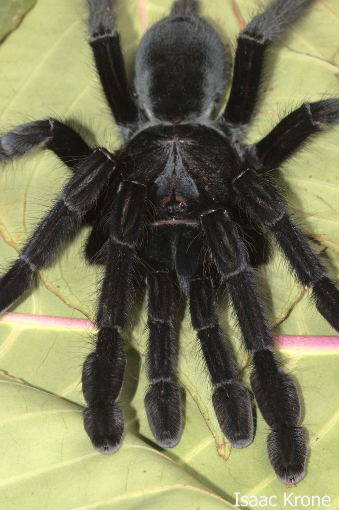 Sangihe Island Black Tarantula (Lampropelma nigerrimum), photographed in the wild