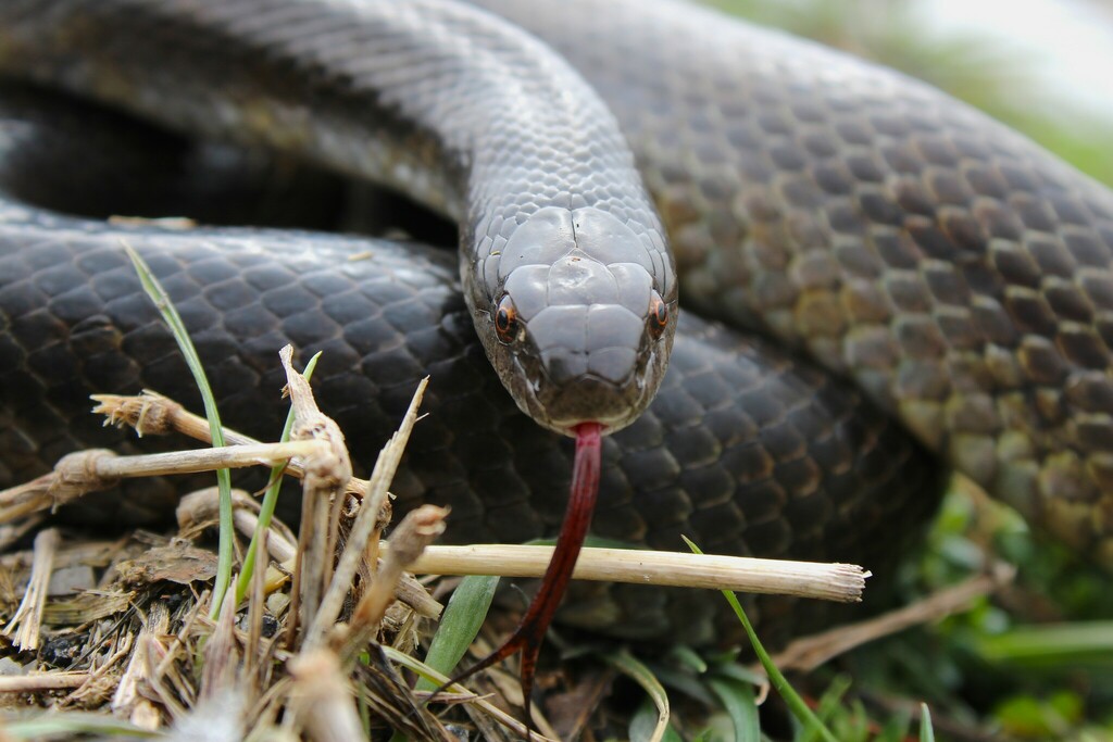 Prairie Kingsnake (Lampropeltis calligaster), photographed in the wild