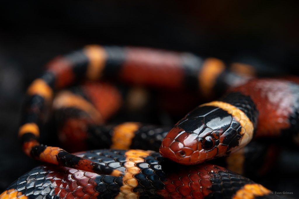 Scarlet Kingsnake (Lampropeltis elapsoides), photographed in the wild
