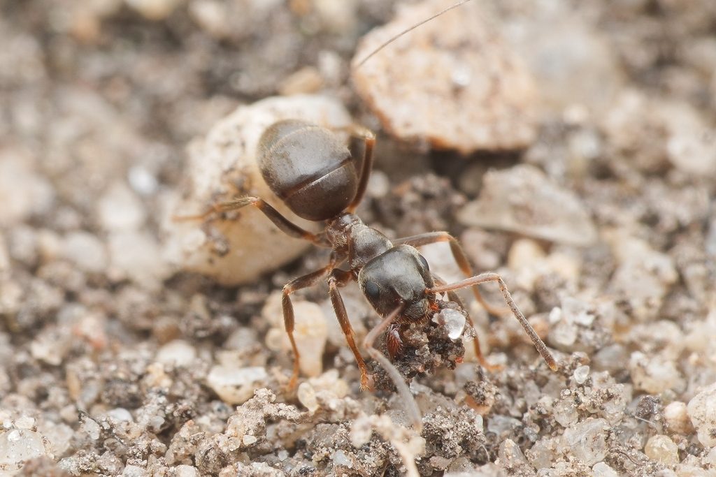 Black garden ant (Lasius niger), photographed in the wild