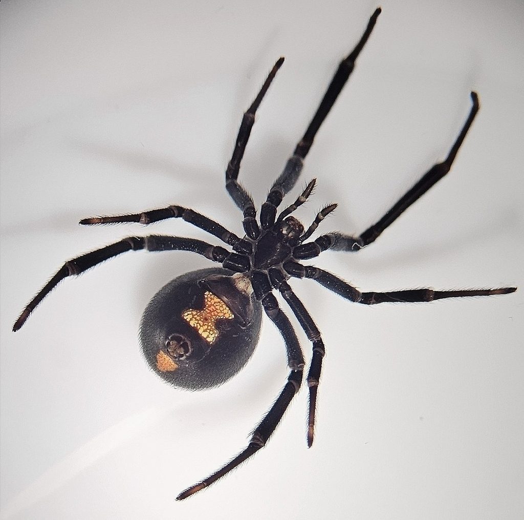 Southern black widow (Latrodectus mactans), photographed in the wild