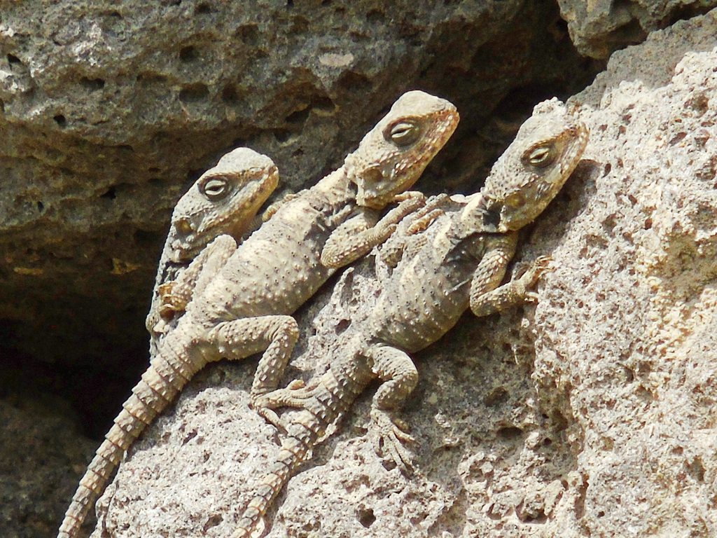 Starred agama (Laudakia stellio), photographed in the wild