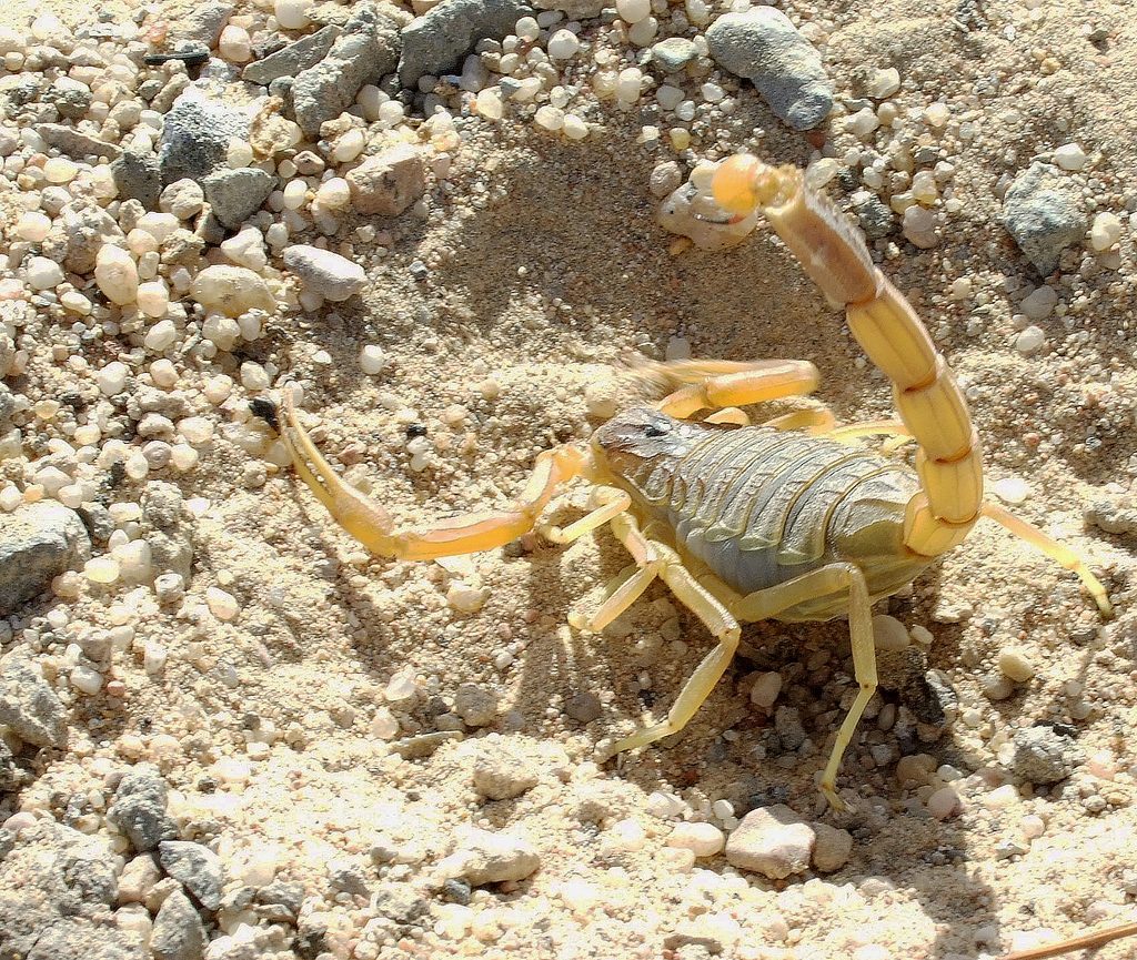 Deathstalker (Leiurus quinquestriatus), photographed in the wild