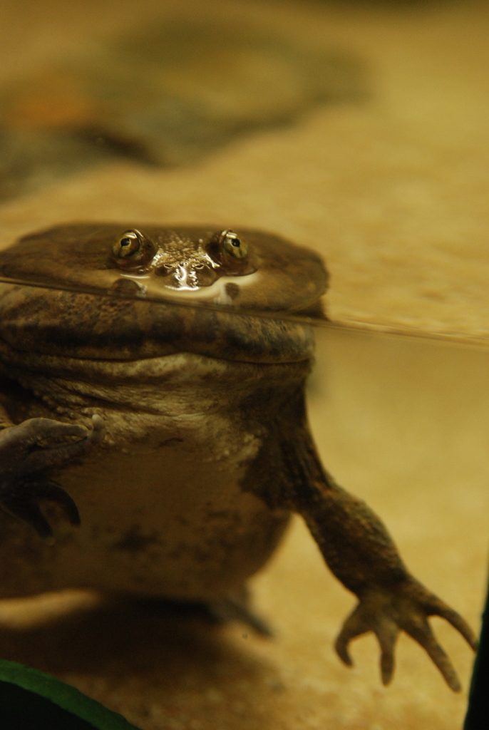 Budgett's Frog (Lepidobatrachus laevis), photographed in the wild