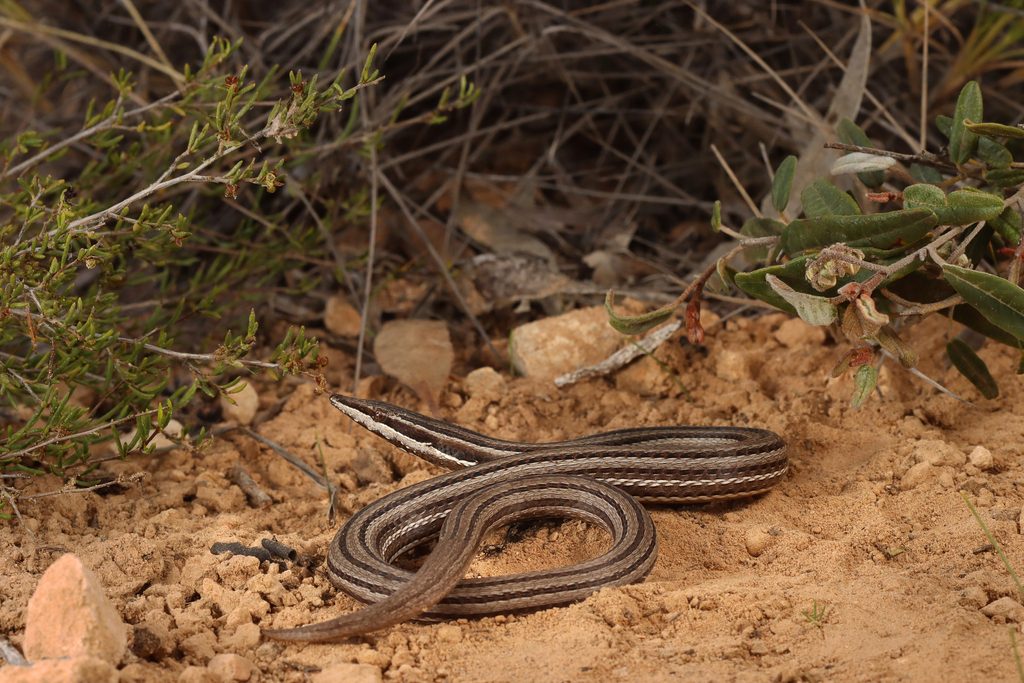 Burton's legless lizard (Lialis burtonis), photographed in the wild